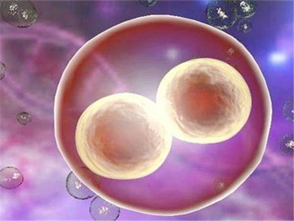 嵌合体胚胎能移植吗？嵌合体胚胎和普通胚胎有什么区别？