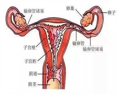 代孕流程介绍-武汉南方代孕网_婴儿橄榄油孕妇能擦吗